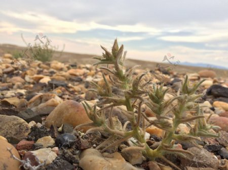 新疆多肉植物沙漠大漠风光图片