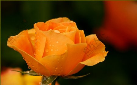 橘色玫瑰花图片