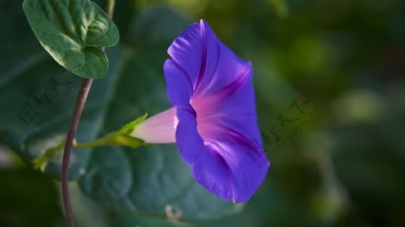 鲜艳紫色喇叭花图片