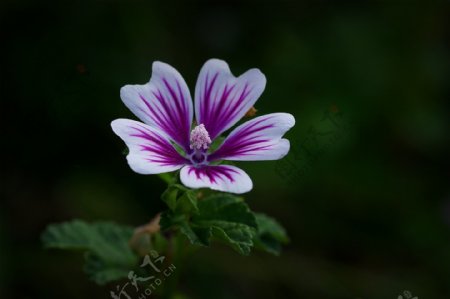 紫色锦葵花图片