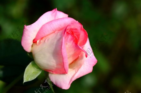 鲜艳粉色玫瑰花图片