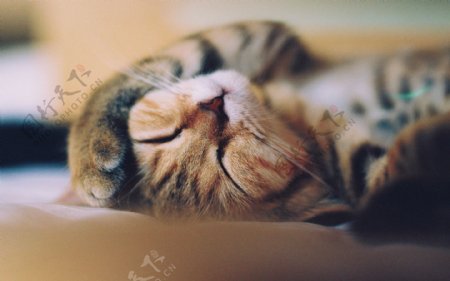 21张熟睡的可爱小猫图片打包下载