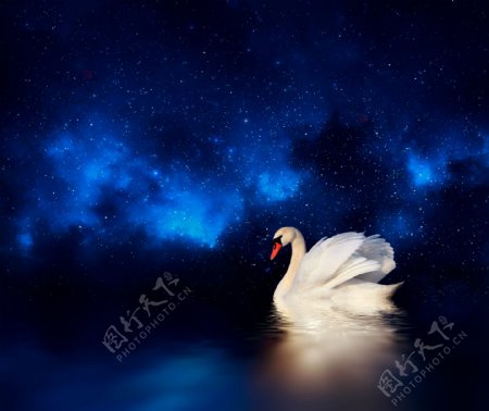 美丽的白天鹅图片