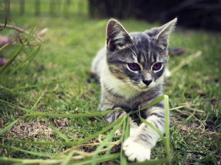 可爱草地上小猫图片