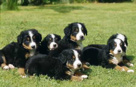 草地上六只宠物狗