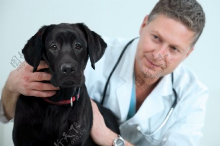 兽医与小狗