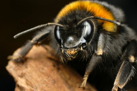 蜜蜂眼睛微距摄影