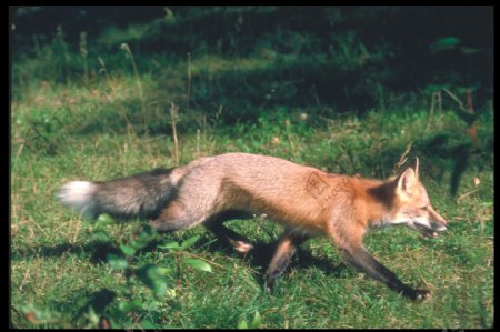 草地奔跑的狐狸