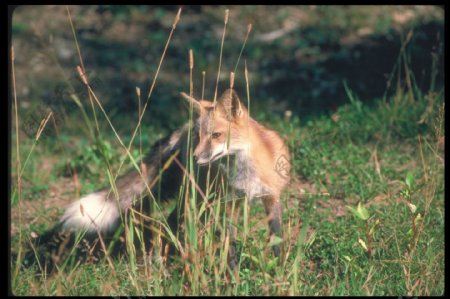 草地上的狐狸