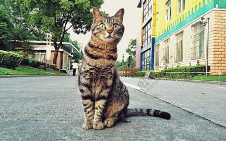 坐在街头的小猫