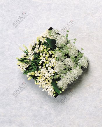 新娘花卉