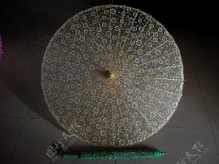 菊花丝伞图片
