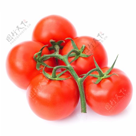 新鲜番茄摄影