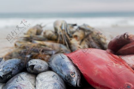 海滩上的海鲜鱼类