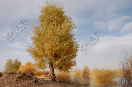 美丽的新疆戈壁树木图片