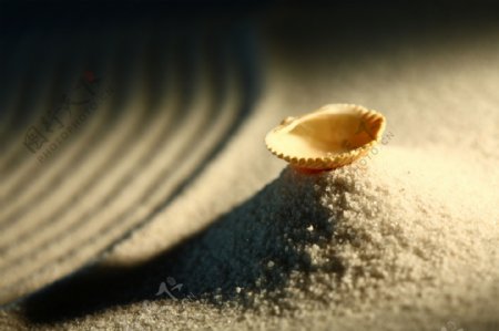 一堆沙子和贝壳