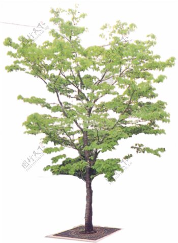 树贴图素材分层PSD211