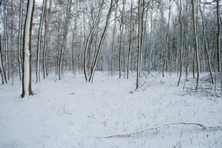 雪景的股票60