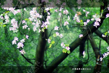 紫荆花原创摄影图