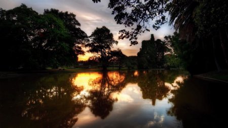 黄昏下的湖水大树图片
