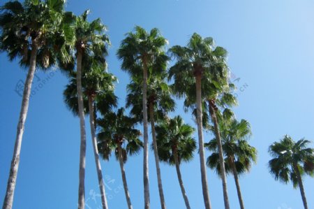 热带棕榈树风景图片