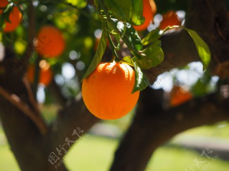 树上的橘子图片大全