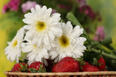 白色菊花和草莓