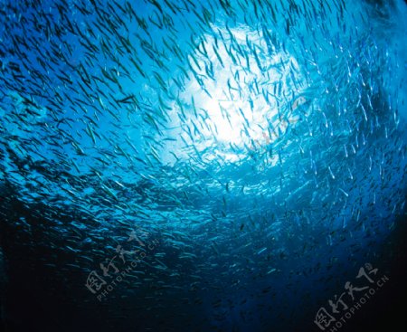 深海中的鱼群
