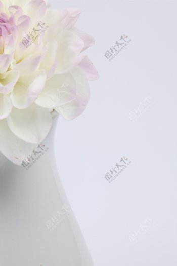 白瓷瓶中的浅紫色花朵图片