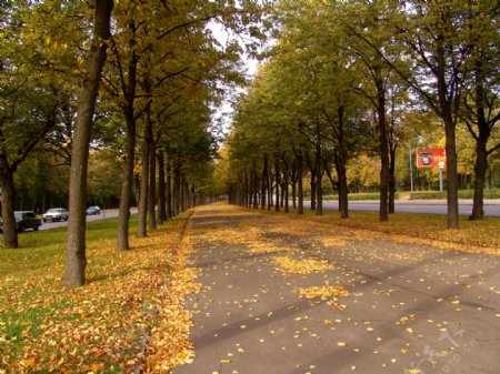 秋天树木道路风景