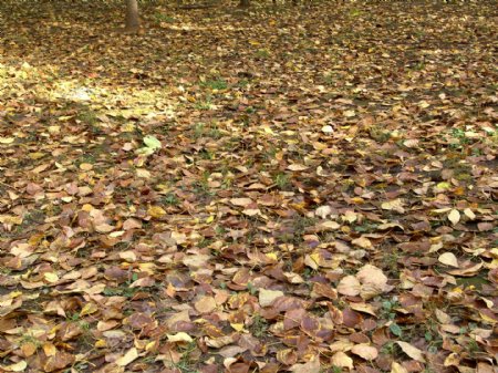 地上枯萎的树叶