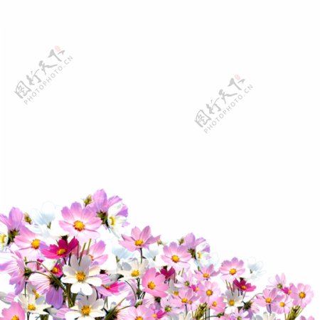 一群粉色花朵