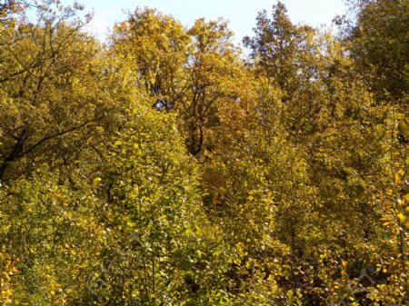 秋天森林大树风景图片