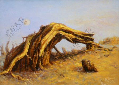 大漠之树图片