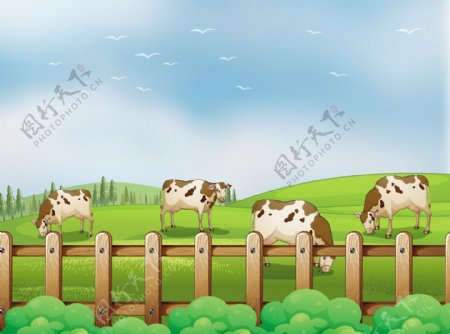 在草地上吃草的奶牛