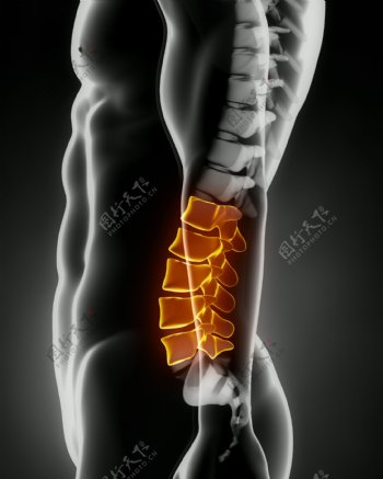 男性人体骨骼脊髓图片