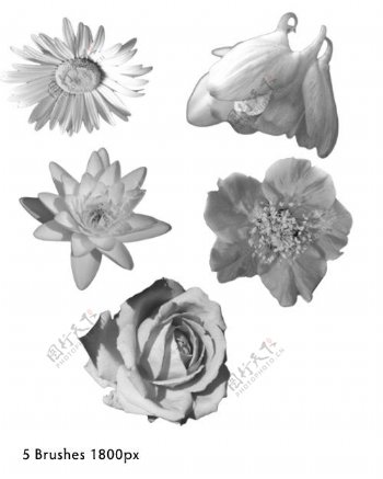 真实的鲜花花朵photoshop笔刷素材.2
