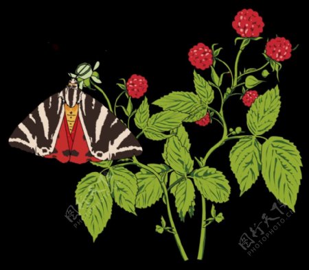 蝴蝶龟甲品中国河畔framboisier斑点蛱蝶在覆盆子