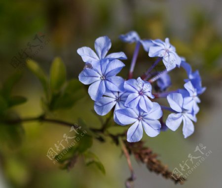 位图植物图案花朵写实花卉兰花免费素材