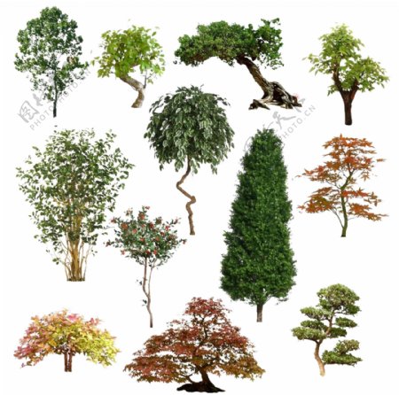 各种树的分层素材