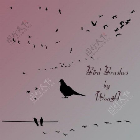 小鸟和鸟群装饰PS笔刷