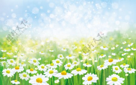 春天的白色雏菊背景矢量素材下载