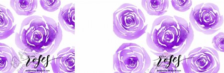 紫色水彩玫瑰背景
