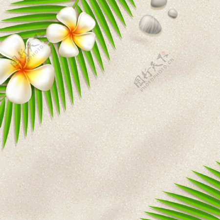 夏季沙滩植物背景