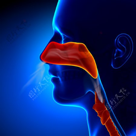 鼻子咽喉部位图片