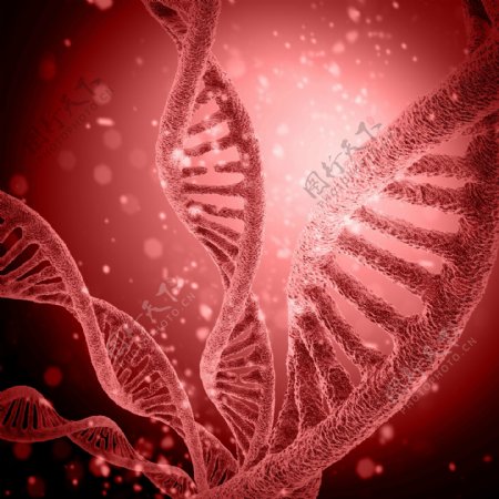 红色DNA分子结构图片