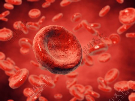 血液中的红细胞图片