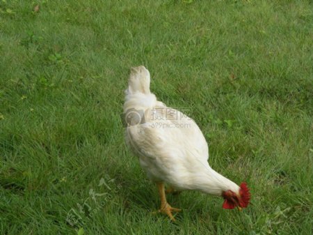 草地上的白鸡