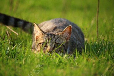 趴在草地上的猫咪