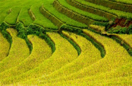 收获季节的稻田景色图片